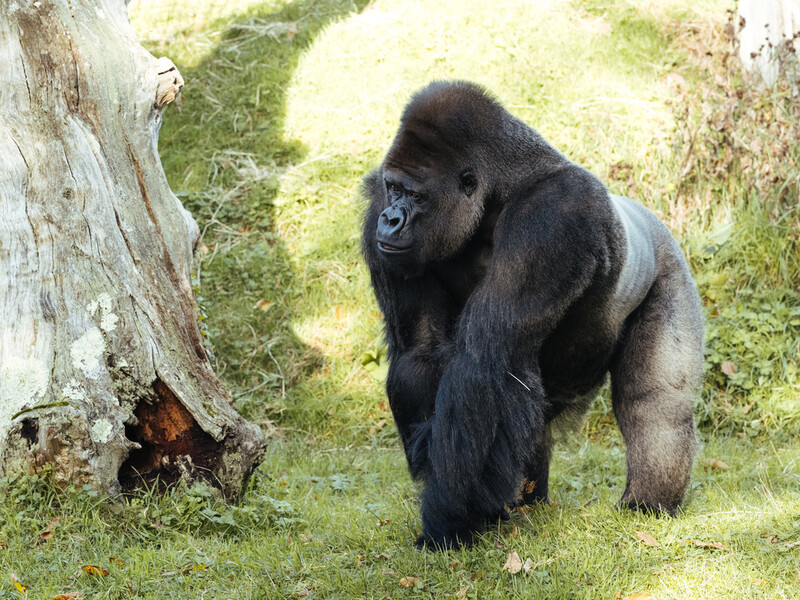 Les Cotils Farm Cottage