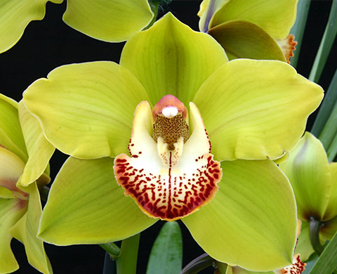 Enjoy a visit to the Eric Young Orchid Foundation - just a short drive away!