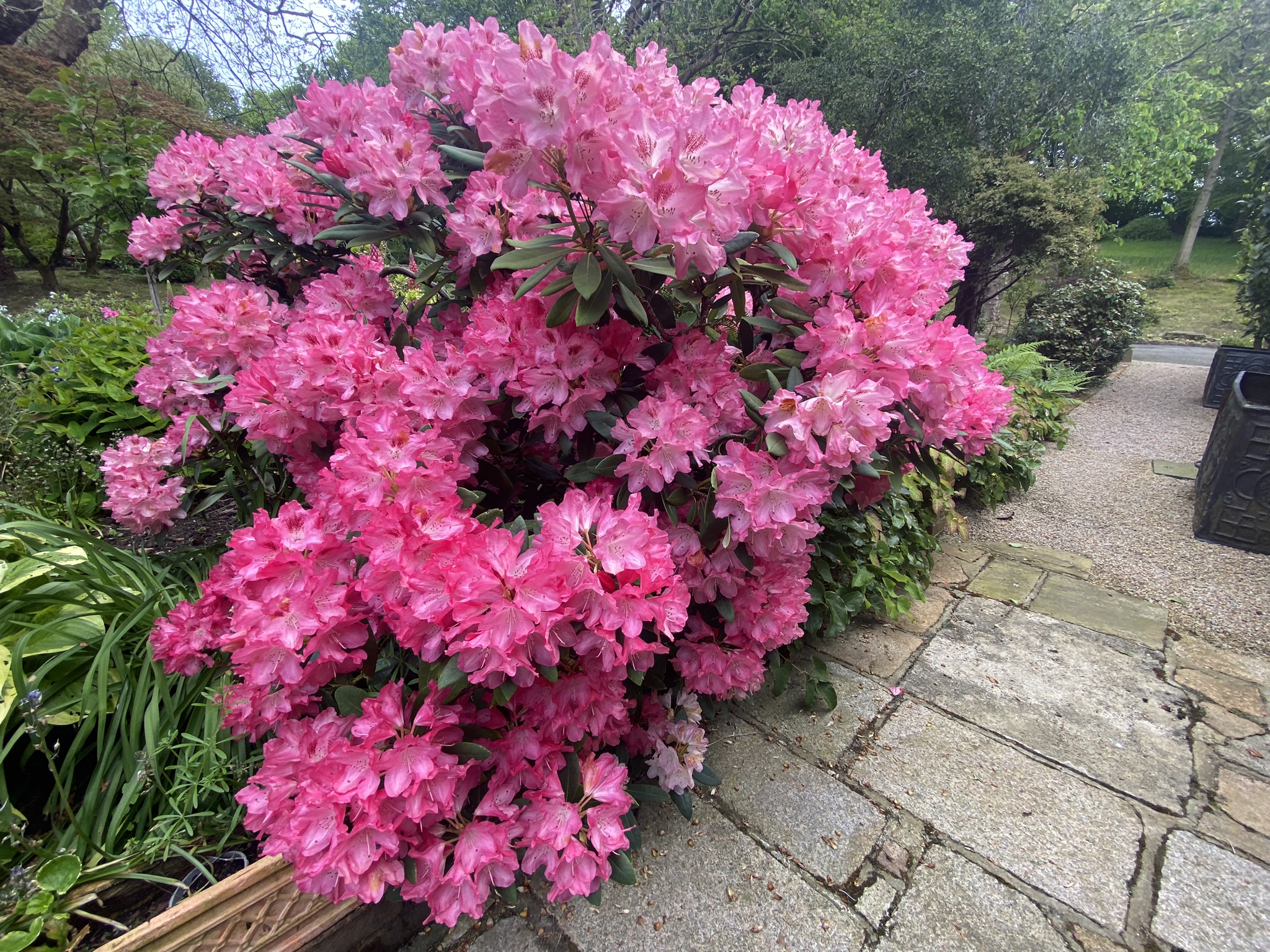 Beautiful Azalea in full bloom outside the cottage