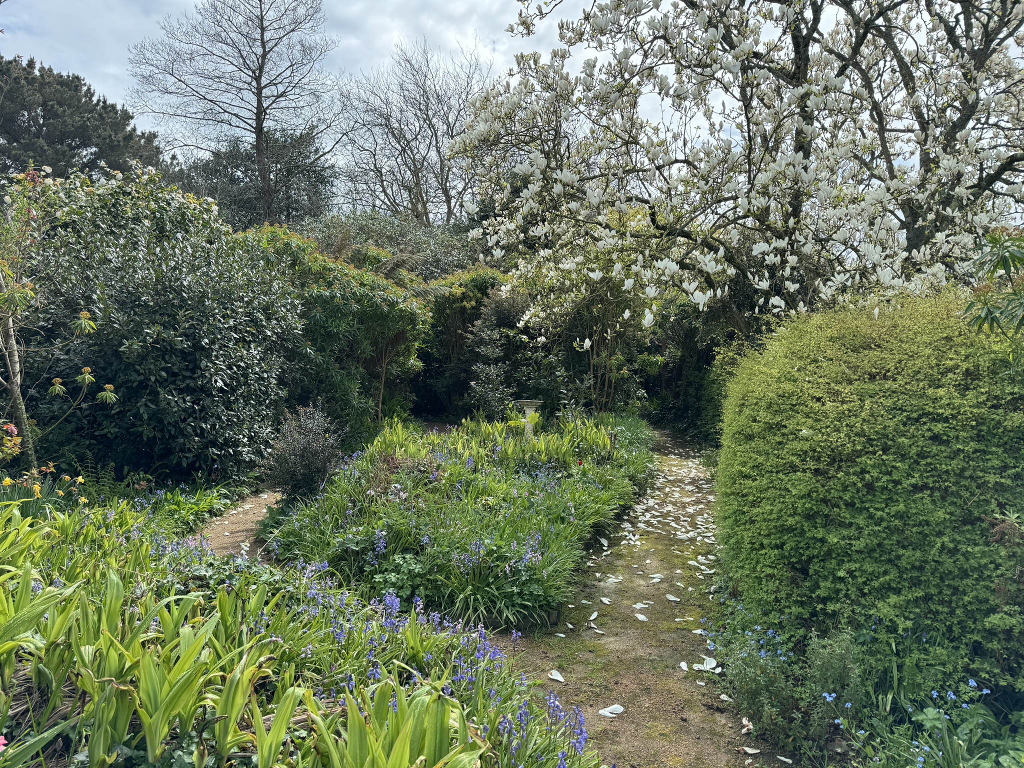 Agapanthus Gallery 