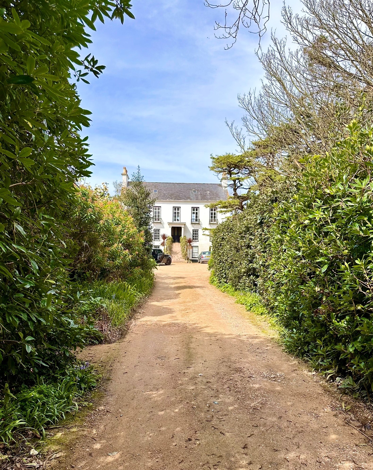 Agapanthus Gallery 