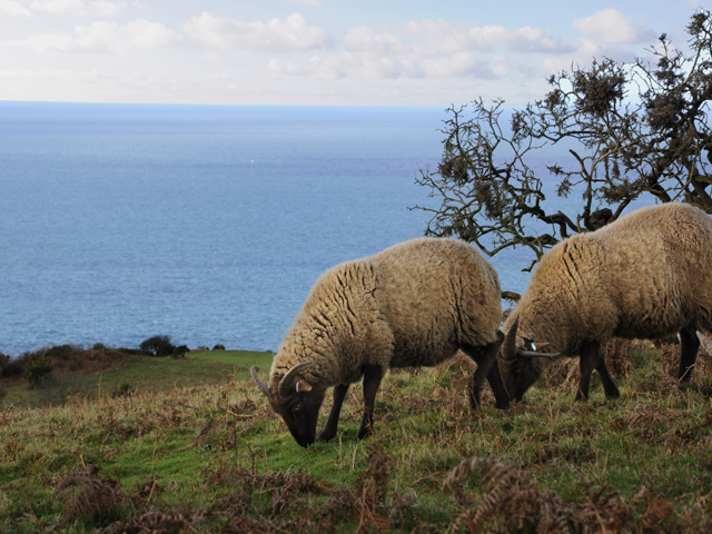 Manx Loaghtan sheep roam the coastal footpaths of Mourier Valley