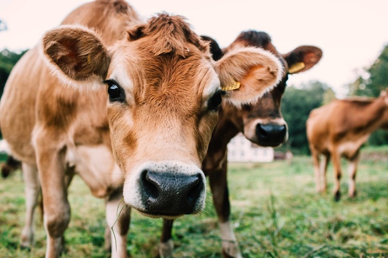 Les Cotils Farm Cottage