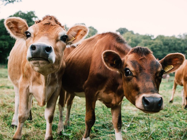 Beautiful, inquisitive Jersey cows can often be seen in the fields surrounding the property
